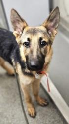 Shelter Stray Male Dog last seen Near princeton road, Hamilton, OH, 1820 Princeton Rd, Hamilton, OH 45011, USA
