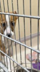 Shelter Stray Female Dog last seen Near Hamilton Richmond Rd, Oxford, OH, 1820 Princeton Rd, Hamilton, OH 45011, USA