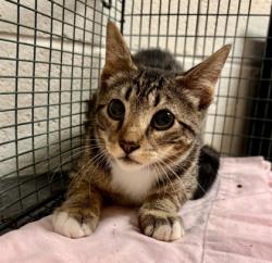 Shelter Stray Unknown Cat last seen Near Hart Rd, Knox County GP, TN, 3201 Division St, Knoxville, TN 37919, USA