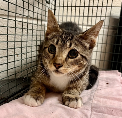 Shelter Stray Unknown Cat last seen Near Hart Rd, Knox County GP, TN, 3201 Division St, Knoxville, TN 37919, USA
