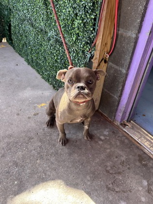 Shelter Stray Female Dog last seen Near Flint Circle, CITY of El Paso, TX, 5001 Fred Wilson Ave, El Paso, TX 79906, USA