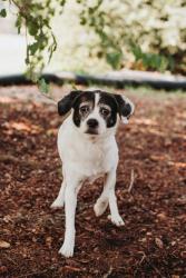 Shelter Stray Male Dog last seen Near W Ashley Circle, City of Charleston, SC, 2455 Remount Rd, North Charleston, SC 29406, USA