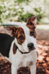 Shelter Stray Female Dog last seen Baker Hospital Boulevard and Azalea Drive, North Charleston, SC, 2455 Remount Rd, North Charleston, SC 29406, USA