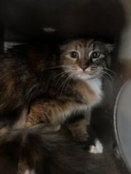 Shelter Stray Female Cat last seen , 75149, TX, 1650 Gross Rd, Mesquite, TX 75149, USA