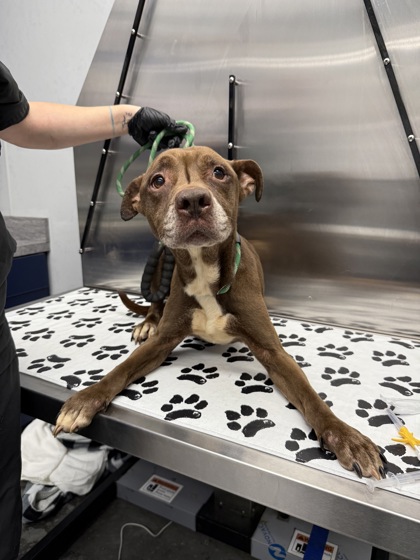 Shelter Stray Male Dog last seen Near Pemberly Blouveard, Berkeley County, SC, 2455 Remount Rd, North Charleston, SC 29406, USA