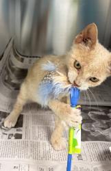 Shelter Stray Female Cat last seen Near Lanemar Dr, 75149, TX, 1650 Gross Rd, Mesquite, TX 75149, USA
