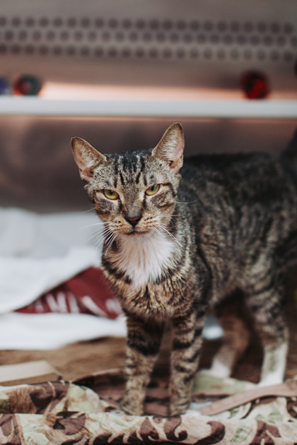 Shelter Stray Female Cat last seen Near Pruned Place, City of Charleston, SC, 2455 Remount Rd, North Charleston, SC 29406, USA