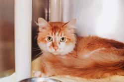 Shelter Stray Male Cat last seen Near Arthur Drive, North Charleston, SC, 2455 Remount Rd, North Charleston, SC 29406, USA