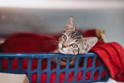 Shelter Stray Female Cat last seen Near Sanford Road, City of Charleston, SC, 2455 Remount Rd, North Charleston, SC 29406, USA