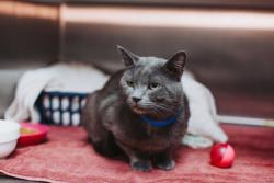 Shelter Stray Male Cat last seen Near Lucille Drive, North Charleston, SC, 2455 Remount Rd, North Charleston, SC 29406, USA