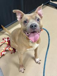 Shelter Stray Male Dog last seen Chamblee Dunwoody Rd, 30341, GA, 3280 Chamblee Dunwoody Rd, Chamblee, GA 30341, USA