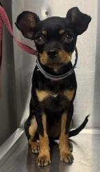 Shelter Stray Male Dog last seen E Jefferson Ave & S Cherry Ave, Fresno Zone Fresno CO 1A 93706, CA, 1510 W Dan Ronquillo Dr, Fresno, CA 93706, USA