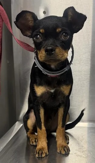 Shelter Stray Male Dog last seen E Jefferson Ave & S Cherry Ave, Fresno Zone Fresno CO 1A 93706, CA, 1510 W Dan Ronquillo Dr, Fresno, CA 93706, USA
