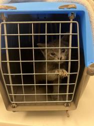 Shelter Stray Female Cat last seen E 30th & Flora, KCMO, 64109, 64109, MO, 7077 Elmwood Ave, Kansas City, MO 64132, USA