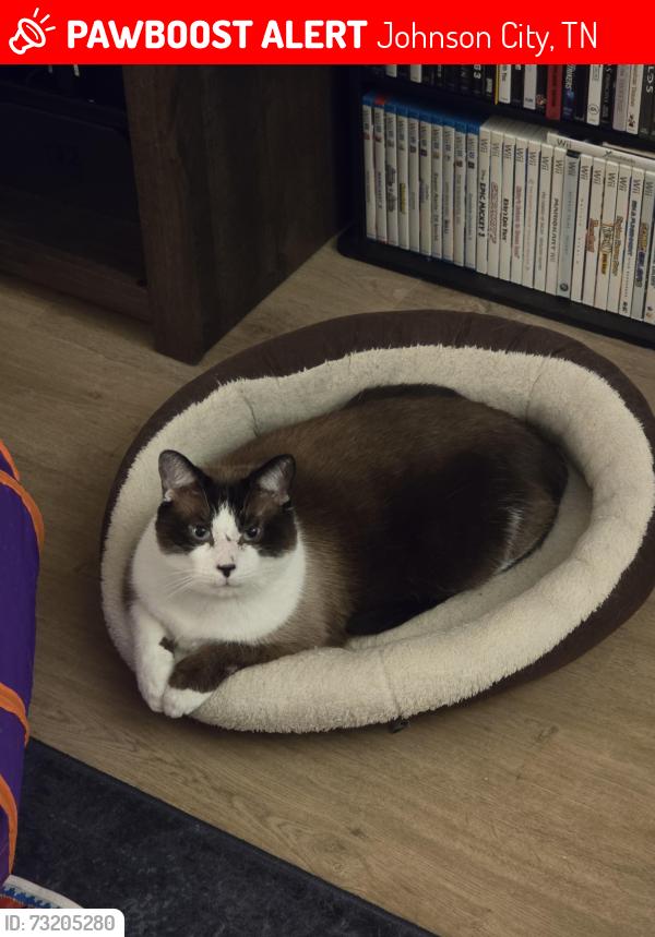 Lost Male Cat last seen Lazywood Dr, Johnson City, TN 37601