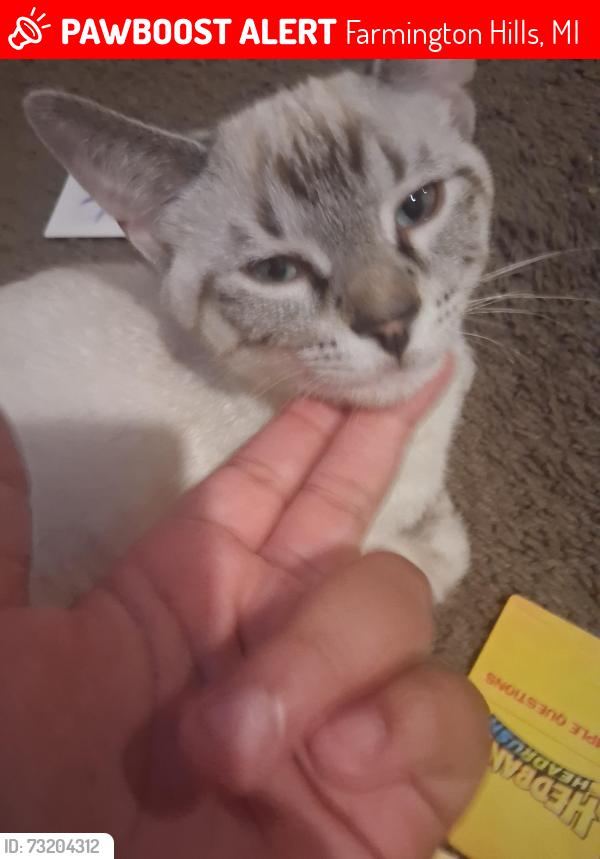 Lost Male Cat last seen 12 mile and orchard lake, Farmington Hills, MI 48334