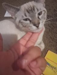 Lost Male Cat last seen 12 mile and orchard lake, Farmington Hills, MI 48334