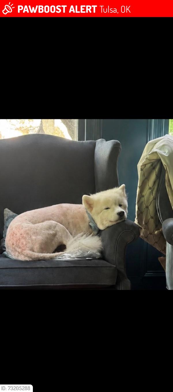 Lost Female Dog last seen 25th and Terwillegwr, Tulsa, OK 74114