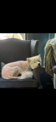 Lost Female Dog last seen 25th and Terwillegwr, Tulsa, OK 74114
