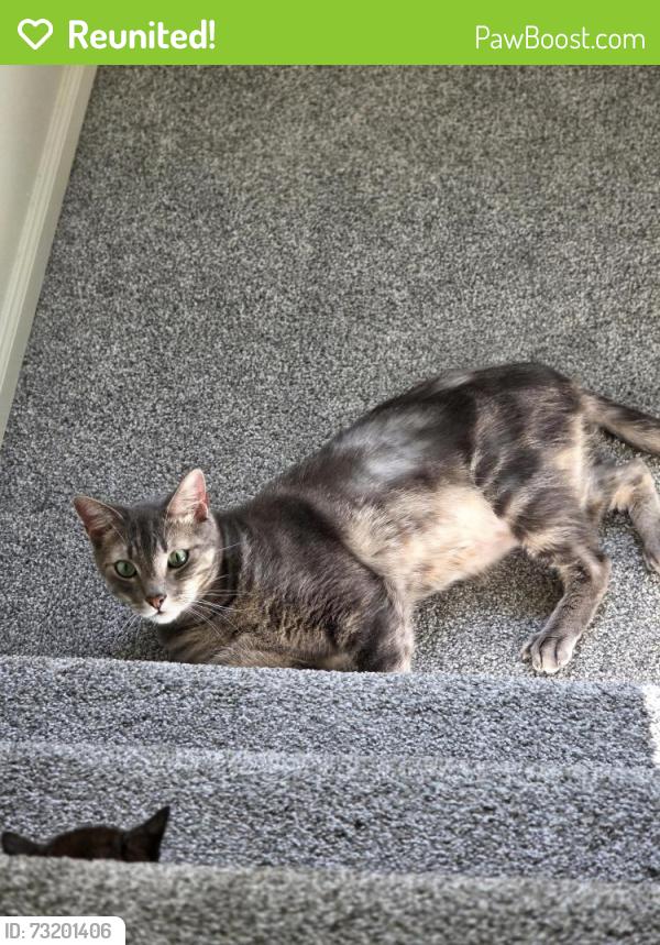 Reunited Male Cat last seen 176th st e, South Hill, WA 98375
