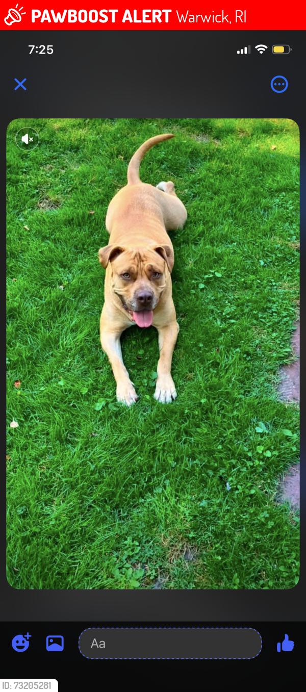 Lost Female Dog last seen Kendall LN, Warwick, RI 02888