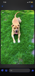 Lost Female Dog last seen Kendall LN, Warwick, RI 02888