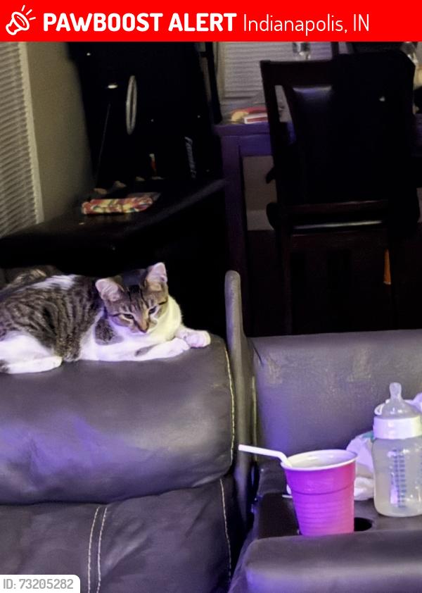 Lost Female Cat last seen Pendleton pike, Indianapolis, IN 46236