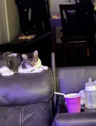 Lost Female Cat last seen Pendleton pike, Indianapolis, IN 46236