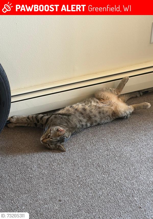 Lost Male Cat last seen Near w Loomis rd, Greenfield, WI 53221