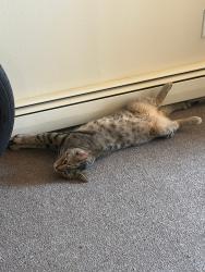 Lost Male Cat last seen Near w Loomis rd, Greenfield, WI 53221