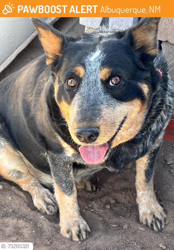 Found/Stray Female Dog last seen Tapia blvd SW and Blake, Albuquerque, NM 87105