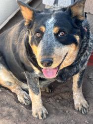 Found/Stray Female Dog last seen Tapia blvd SW and Blake, Albuquerque, NM 87105