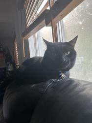 Lost Male Cat last seen Near Sherman st Stamford ct, Stamford, CT 06902