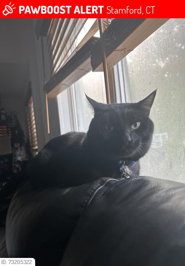 Lost Male Cat last seen Near Sherman st Stamford ct, Stamford, CT 06902