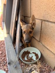 Found/Stray Unknown Dog last seen Russ Pl, Palmdale, CA 93552