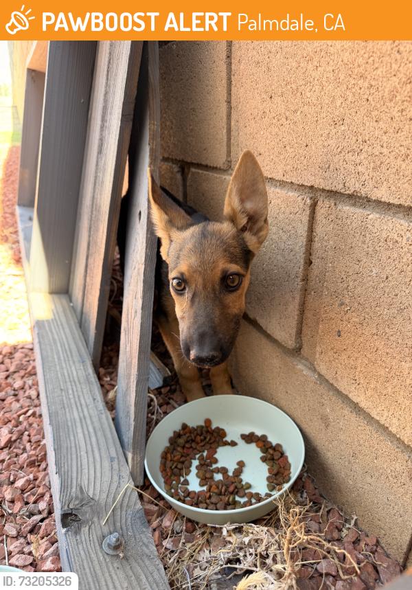 Found/Stray Unknown Dog last seen Russ Pl, Palmdale, CA 93552