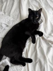 Lost Female Cat last seen Harrison pond Drive, Gahanna, OH 43054