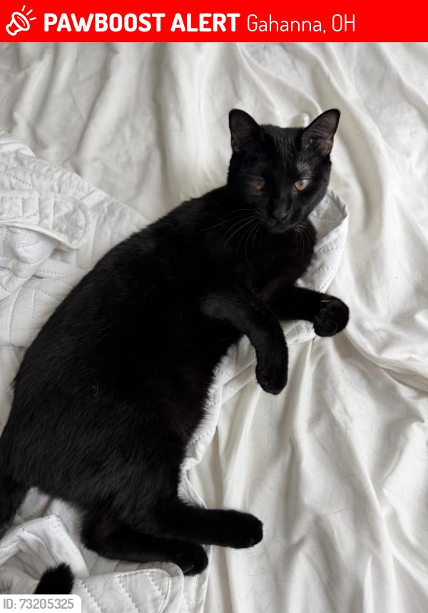 Lost Female Cat last seen Harrison pond Drive, Gahanna, OH 43054