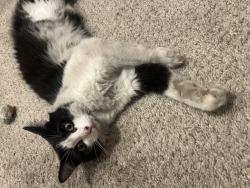 Reunited Female Cat last seen Clairemont dr and knap street near Whittier school, San Diego, CA 92117