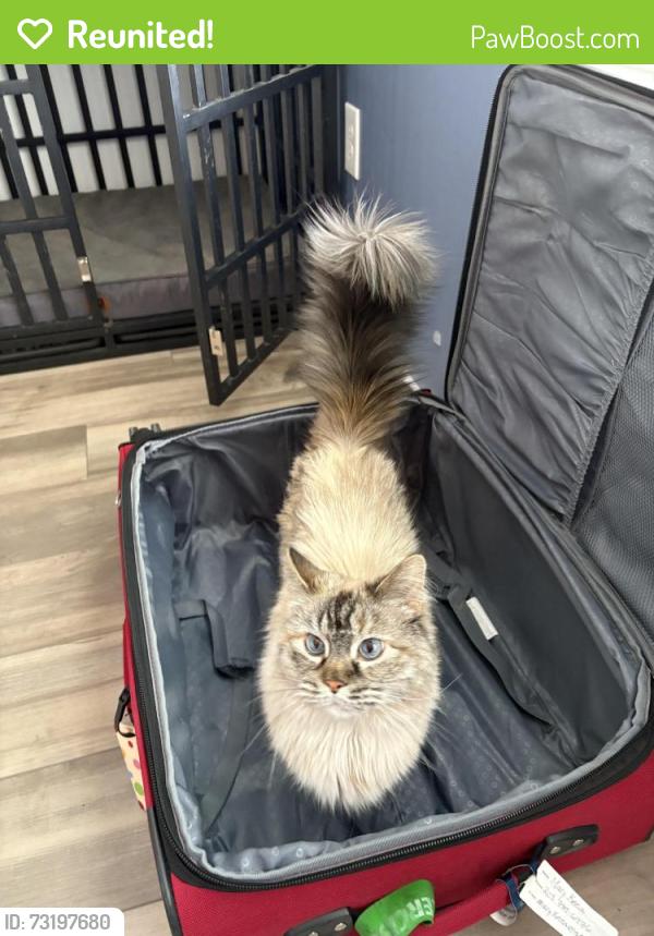Reunited Female Cat last seen Ustick and Madison North Nampa, Nampa, ID 83651