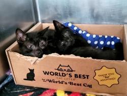 Shelter Stray Male Cat last seen Bowles Avenue, STATEN ISLAND, NY, 10303, 3139 Veterans Rd W, Staten Island, NY 10309, USA