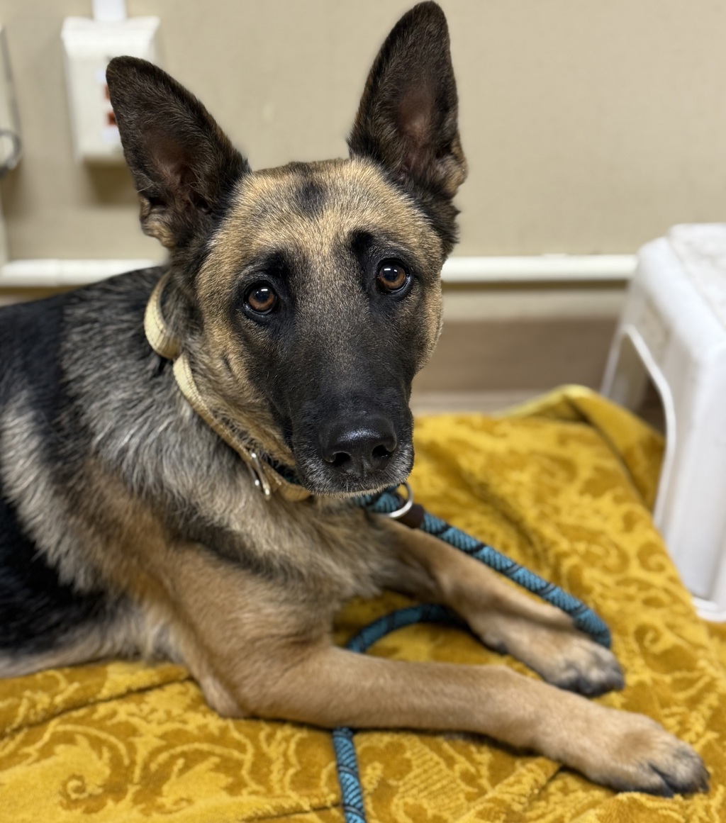 Shelter Stray Female Dog last seen SE 122nd and Holgate, PORTLAND, OR, 97266, 1700 W Historic Columbia River Hwy, Troutdale, OR 97060, USA