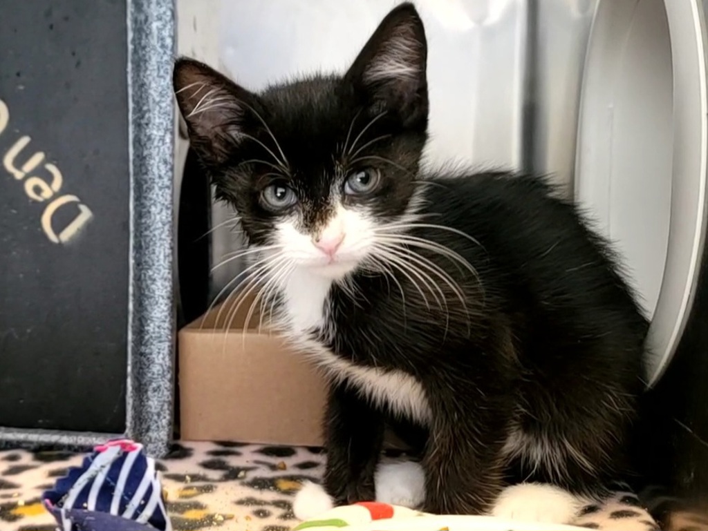 Shelter Stray Male Cat last seen Billiou Street, STATEN ISLAND, NY, 10312, 3139 Veterans Rd W, Staten Island, NY 10309, USA