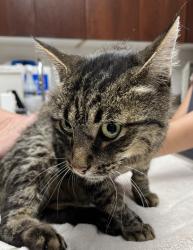 Shelter Stray Male Cat last seen Near E Grenoble Drive, Midvale, UT, 84047, 511 W 3900 S, Salt Lake City, UT 84123, USA
