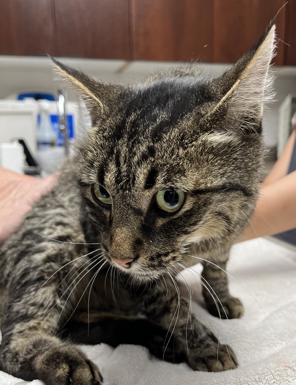 Shelter Stray Male Cat last seen Near E Grenoble Drive, Midvale, UT, 84047, 511 W 3900 S, Salt Lake City, UT 84123, USA