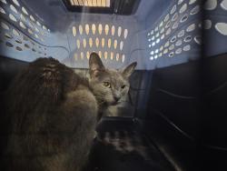 Shelter Stray Female Cat last seen Charlotte Street, BRONX, NY, 10457, 326 E 110th St, New York, NY 10029, USA