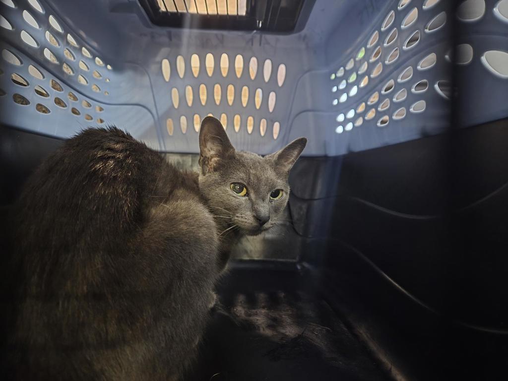 Shelter Stray Female Cat last seen Charlotte Street, BRONX, NY, 10457, 326 E 110th St, New York, NY 10029, USA