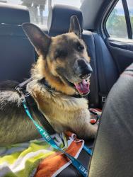 Shelter Stray Male Dog last seen Fletcher Parkway, El Cajon, CA, 92020, El Cajon, CA 92020, USA