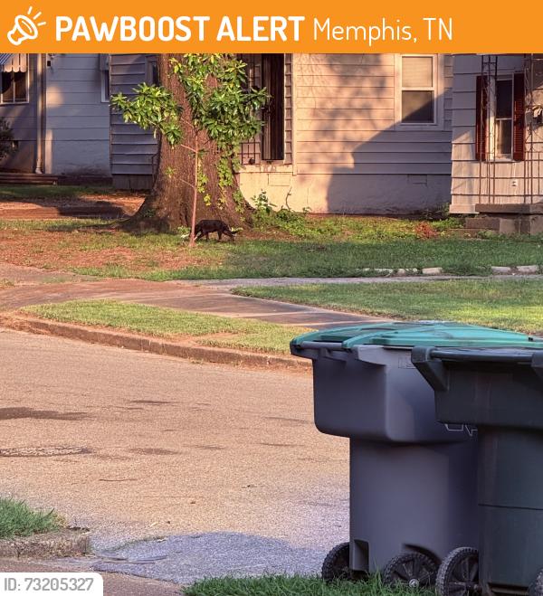 Found/Stray Unknown Dog last seen Hendricks Ave and S Prescott rd, Memphis, TN 38111