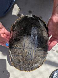 Shelter Stray Unknown Reptile last seen Near Avenida Consentido, San Diego, CA, 92128, 5500 Gaines St, San Diego, CA 92110, USA